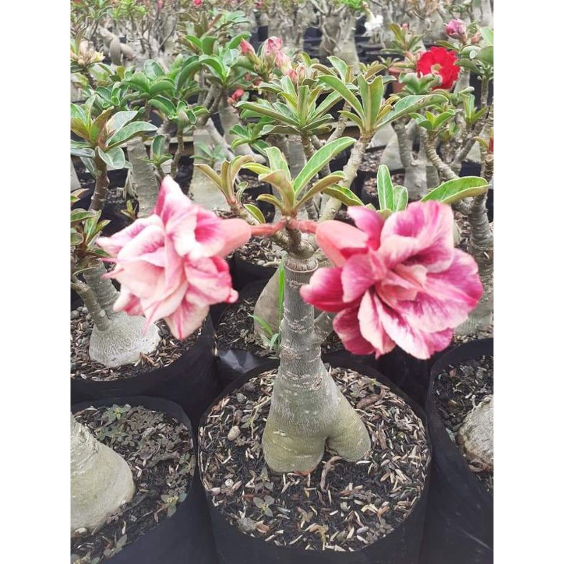 Tanaman Hias Adenium Kamboja/Pohon Hias Bunga Kamboja/Bibit Bunga Adenium Kamboja