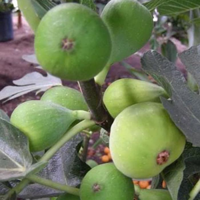 Buah Ara / Tin Conadria