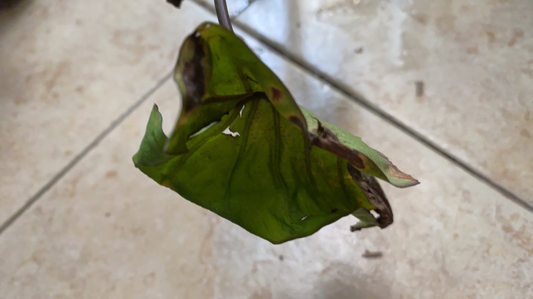 Colocasia Coffe Cups - Esqulanta