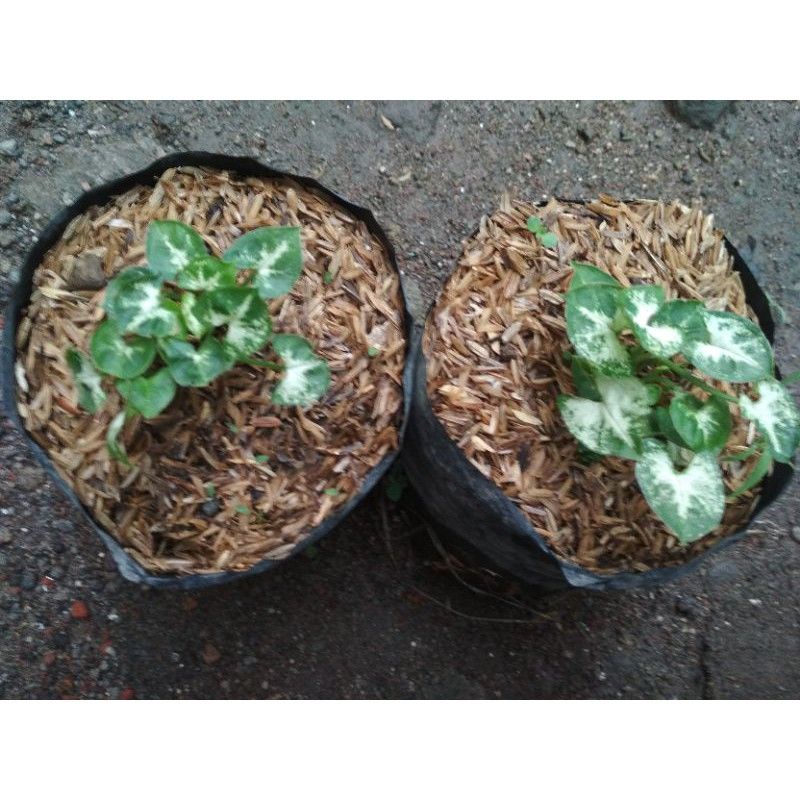 Keladi mini / keladi liliput / Caladium