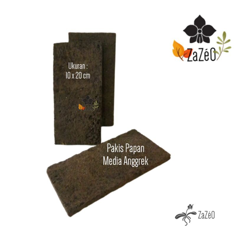 Pakis Papan Media Anggrek