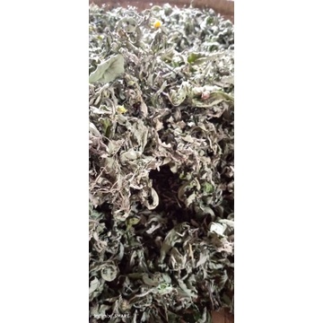 

daun sidaguri kering 100gram