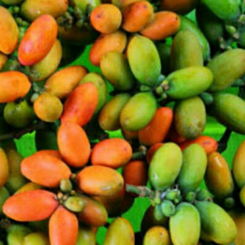 

Buah Melinjo Berat 100grm