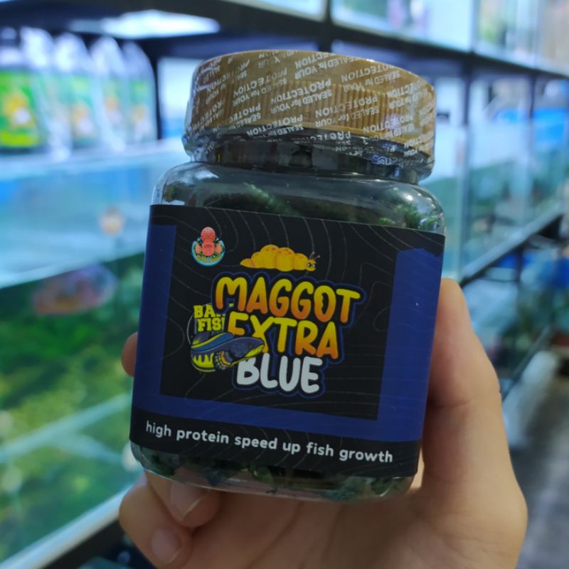 MAGGOT EXTRA BLUE 30gram - BANG FISH X FAJAR ARIEF PAKAN IKAN CHANNA MAKANAN PELLET AURANTI BLEHERI 