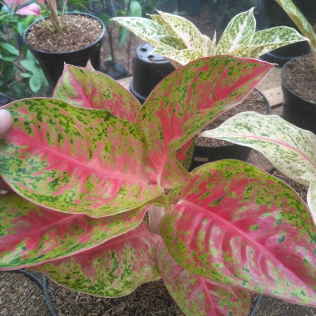 Aglaonema mahasety