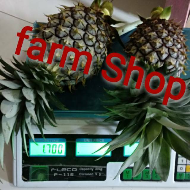 

buah nanas muda 1 buah fresh herbal