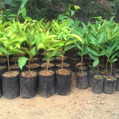 bibit jambu super green