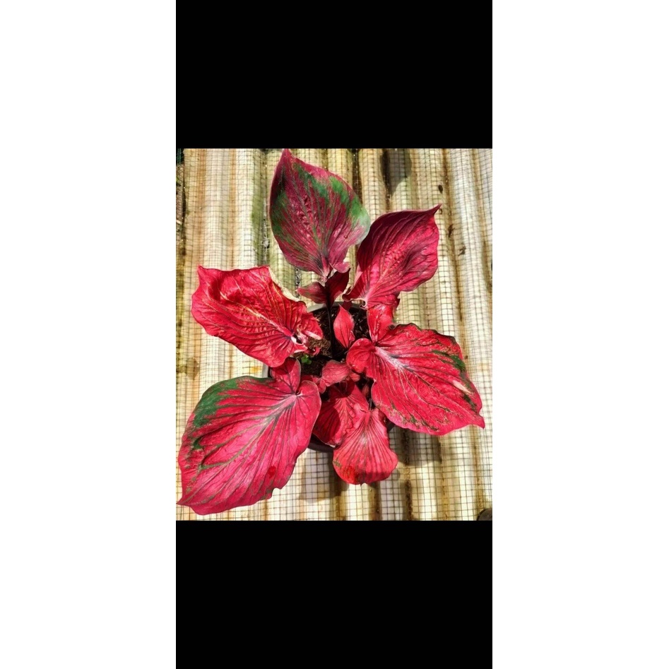 Umbi Caladium Nagasaki / keladi hias hybrid import thailand