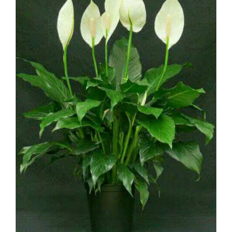 tanaman hiyas sepatu pilim..tanaman hiyas indor