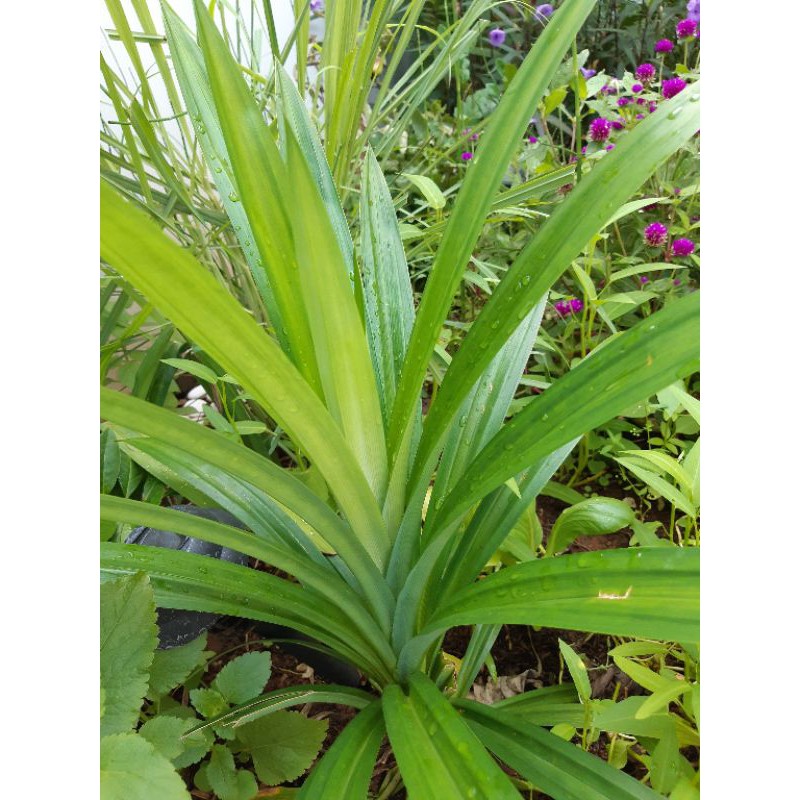 

Daun pandan seikat segar tanpa pestisida ORGANIK 100 gram