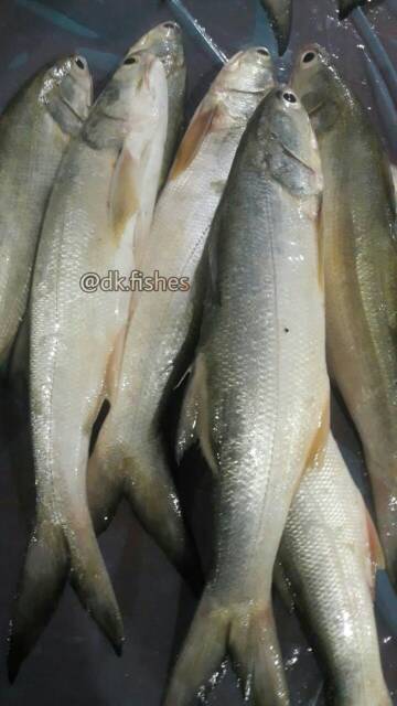 

Senangin A / Pack 1 kg