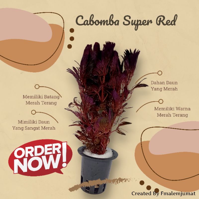 Cabomba Super Red Tanaman Aquascape - Kabomba Super Red Tanaman Hiasan Aquarium