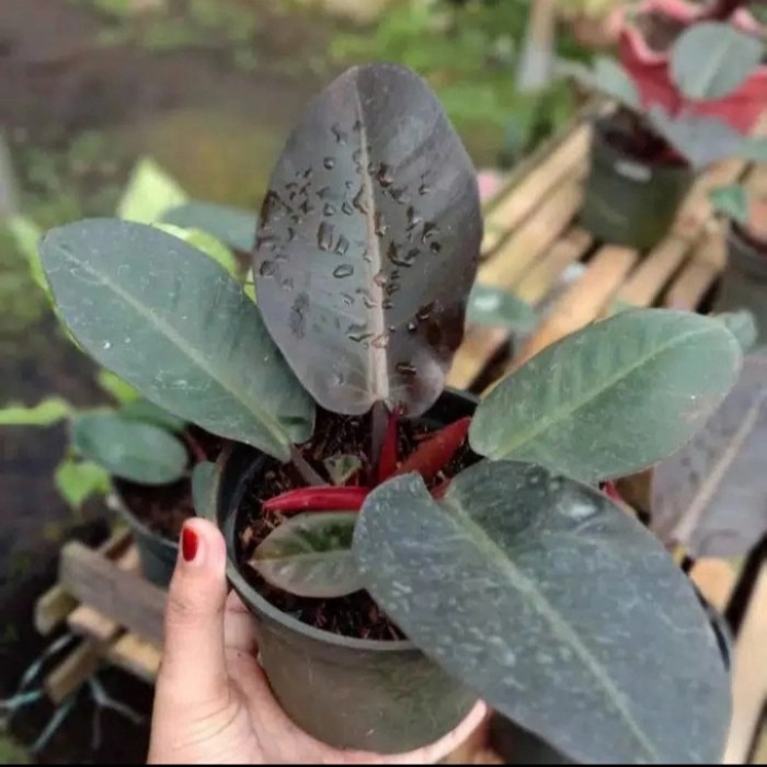 TANAMAN HIAS PHILODENDRON BLACK CARDINAL ASLI TANAMAN PHILO BLACK CARDINAL MURAH