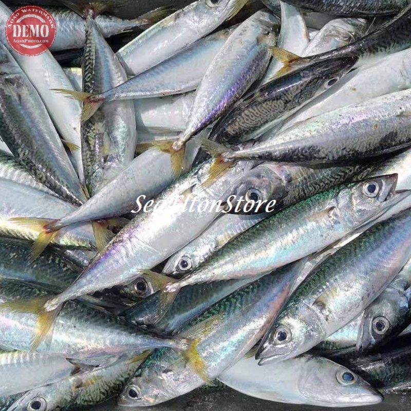 

IKAN LAYANG BABY Hasil Laut Segar Fresh