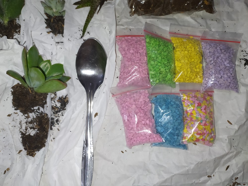 Sekulen Mini Isi 12 Pot