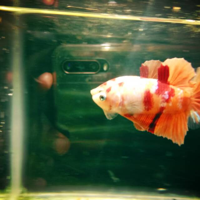 Ikan cupang nemo / ikan cupang / cupang hias