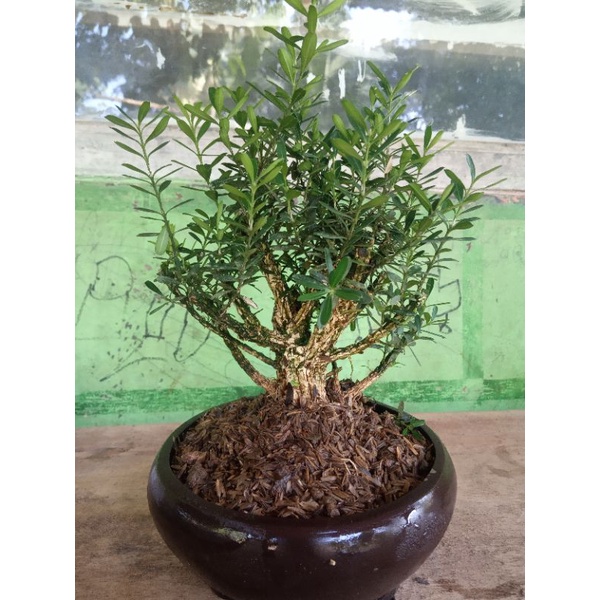 tanaman hias bonsai boxus/bonsai boxus/bonsai mini