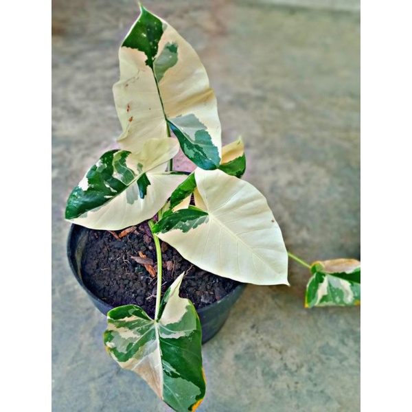 Tanaman hias Sente Varigata Berdaun / alocasia macrorrhiza variegata / macrorrhiza / keladivarigata/