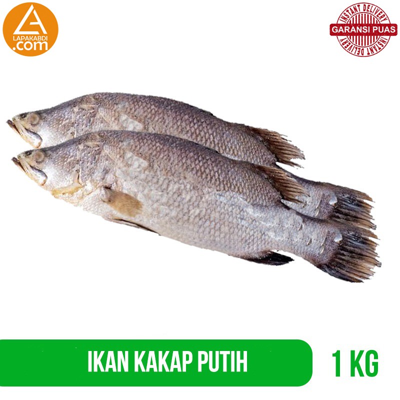 

Ikan Kakap Putih 1 kg Ikan Laut Seafood Segar Garansi Termurah