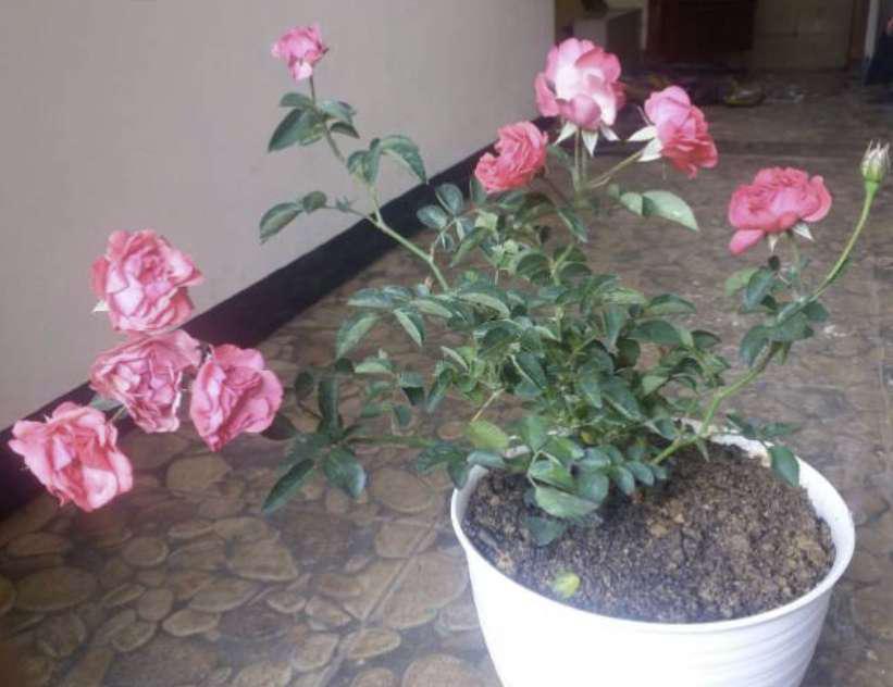 Tanaman Hias Torenia Pink
