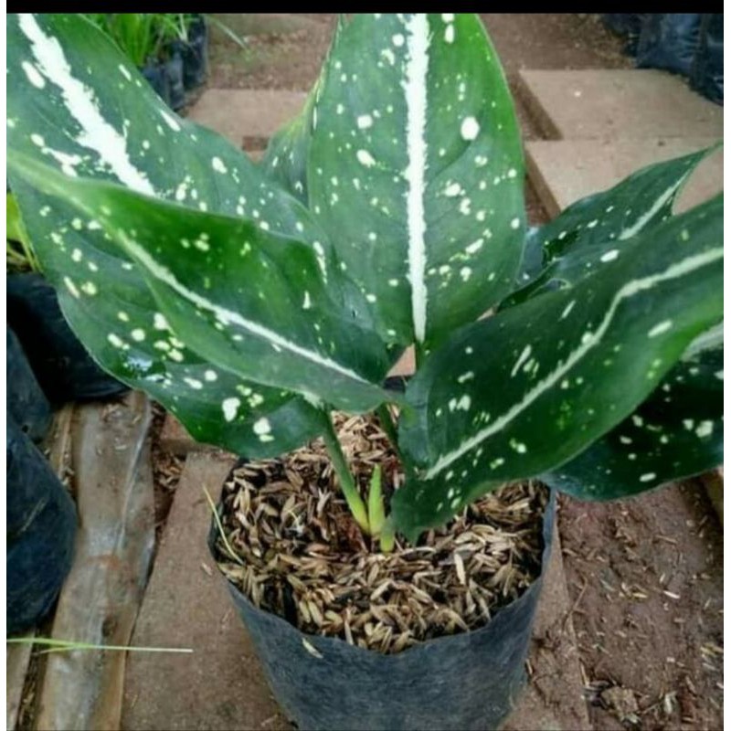 Tanaman Hias Aglonema srikit - Aglonema srikit