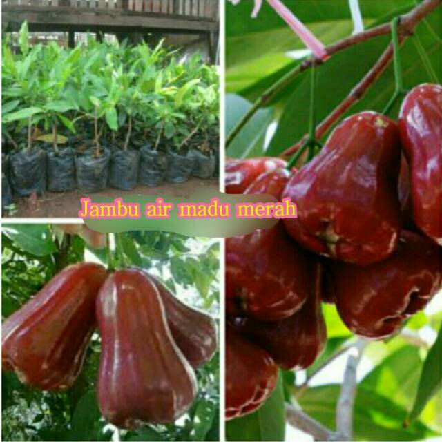 BUBIT JAMBU AIR MADU MERAH