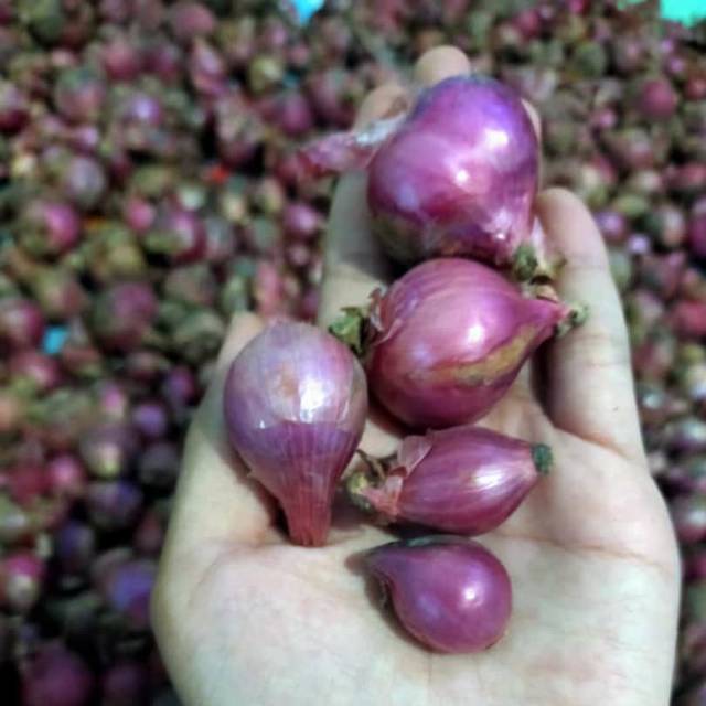

TERMURAH Bumbu Utama BAWANG MERAH JAWA Kualitas Terbaik bisa ecer atau per 1 KG