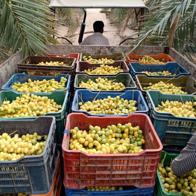 

Kurma Muda , Mesir , india