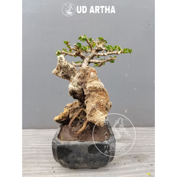 Bonsai Penjing Sancang SC. 1 UD ARTHA BONSAI