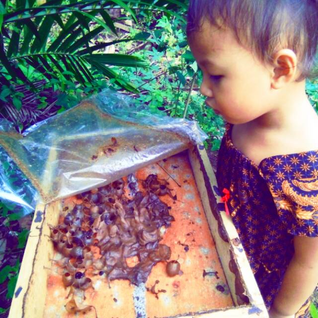 

Lebah kelulut 500gm