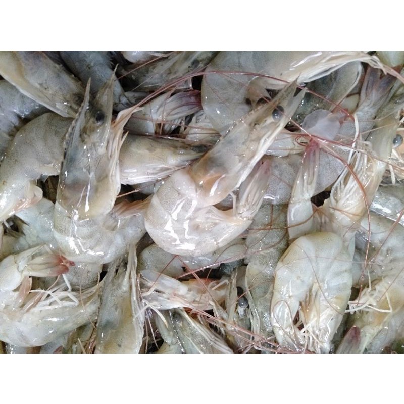 

Udang Ukuran Sedang Fresh 500gr