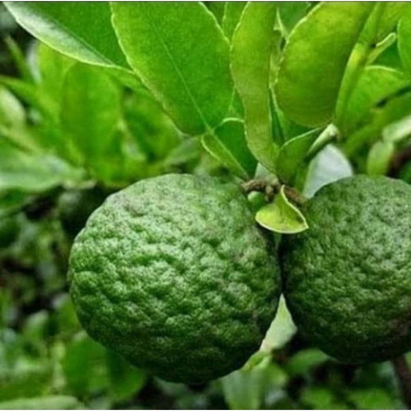 Pohon Jeruk Purut Bibit Tanaman Pohon Jeruk Purut
