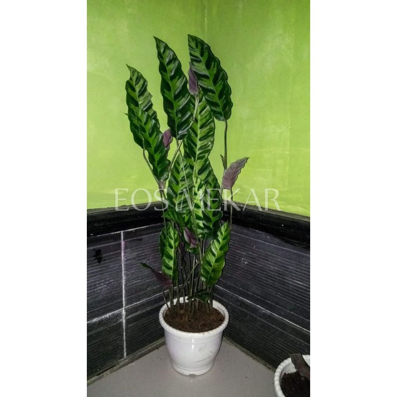 Tanaman hias calathea lancifolia Marantah Meranti bulu Tanaman hias calathea lancifolia Marantah Meranti bulu