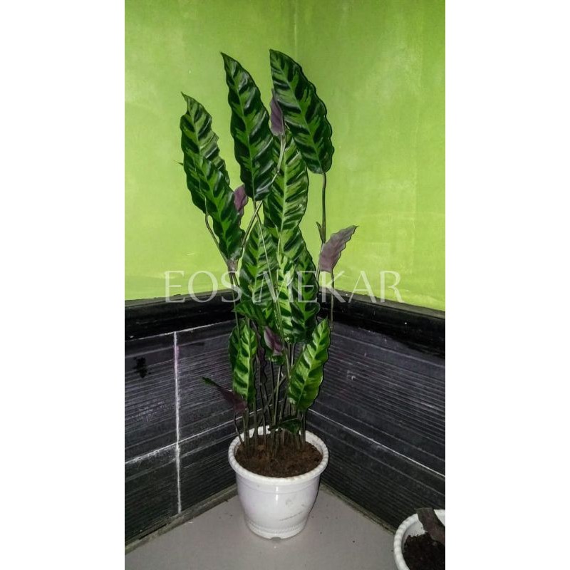 Tanaman hias calathea  lancifolia Marantah Meranti bulu 