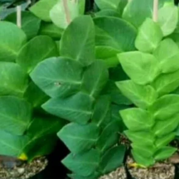 Tanaman rambat dolar - bibit pohon dolar / KARTIKA TAMAN