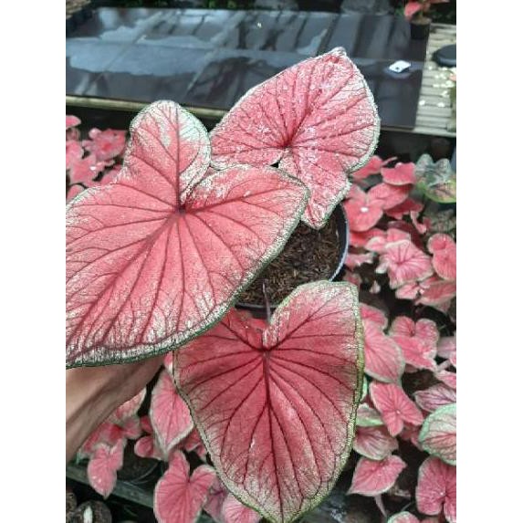 Terbaru Caladium Red Jaguar Shopee Indonesia