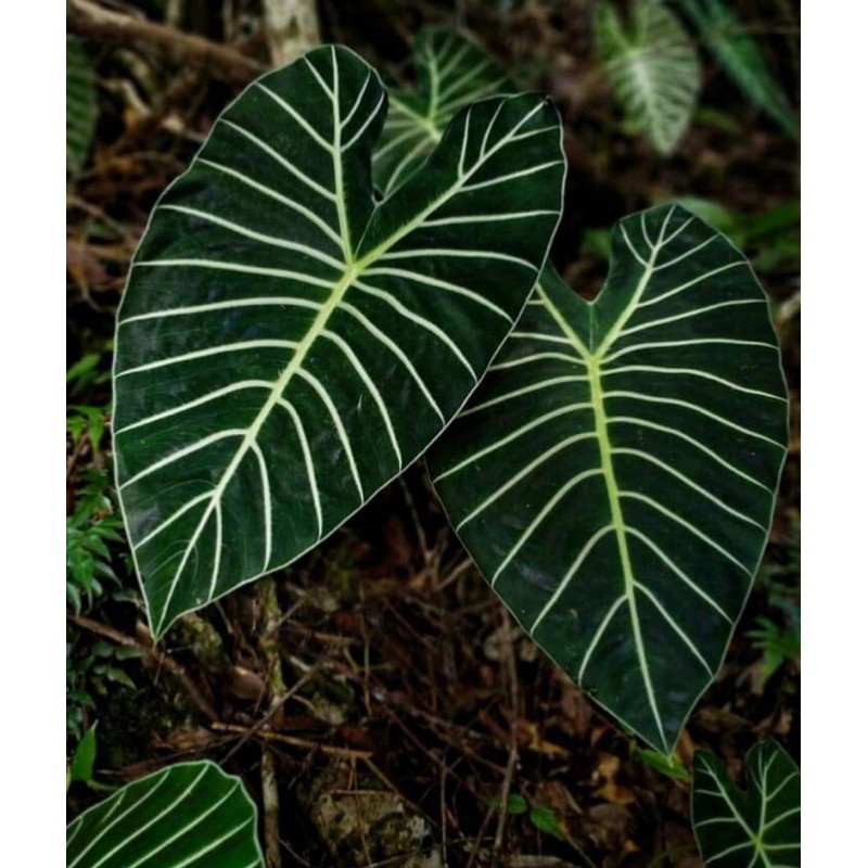 Alocasia Meratus var Watsoniana