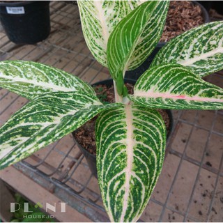  Aglaonema  White Legacy  Shopee Indonesia