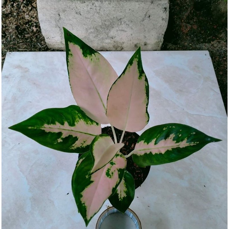 AGLONEMA MURAH ANAKAN ESCADA