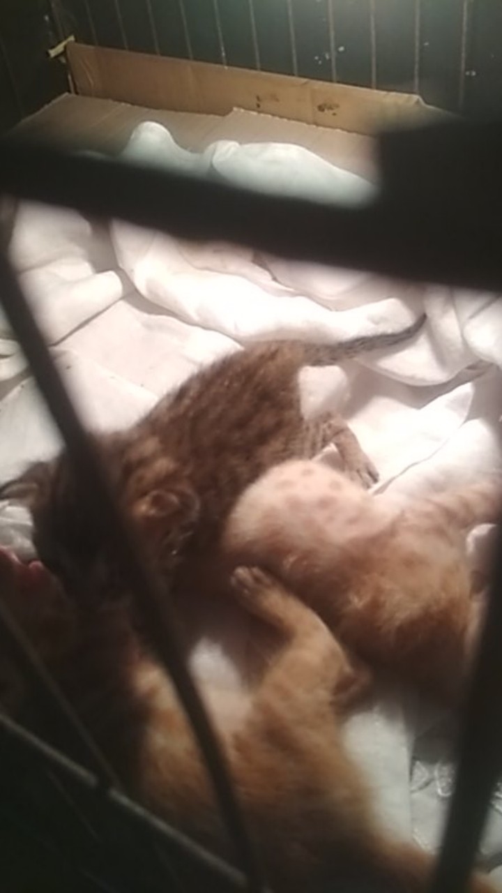 Bisa Cod M L Xl Xxl Jumbo //batik Wanita Ghadistore // Baju Batik Wanita// Tunik