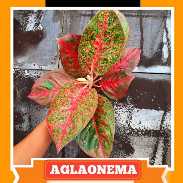  Aglaonema  Red  Stardust  Remaja Standart Shopee Indonesia