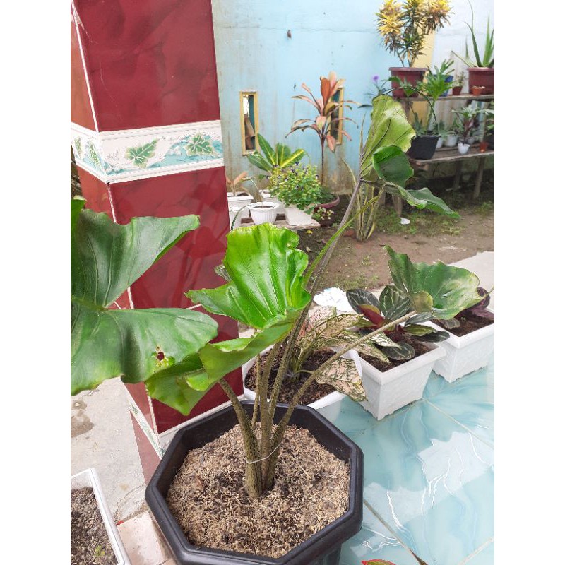 Alocasia Stingray indukan