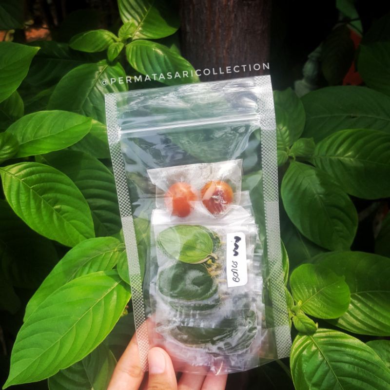 Daun Bidara Arab Sidr Asli Original Segar Fresh Tanaman Obat Herbal Ruqyah Lembar Lembaran Satuan