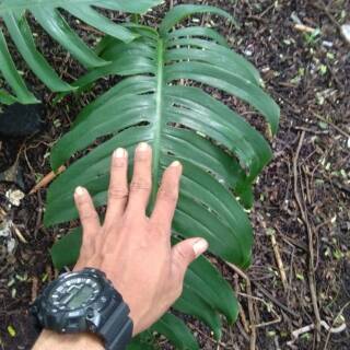 Tanaman hias philodendron monstera Epipremnum pinatum ekor  