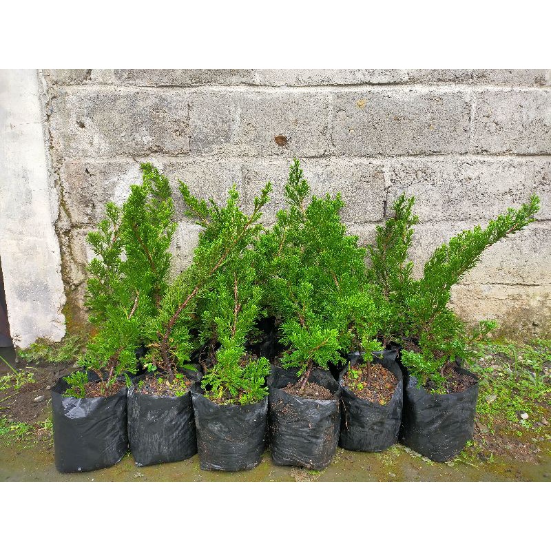 Paket Reseller 25 Pohon Cemara Sinensis Hijau/ Green Sinensis/ Cemara Sinensis