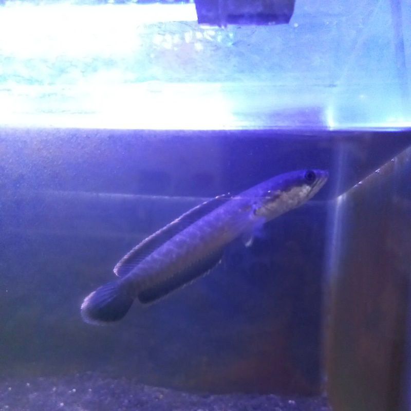 

channa limbata