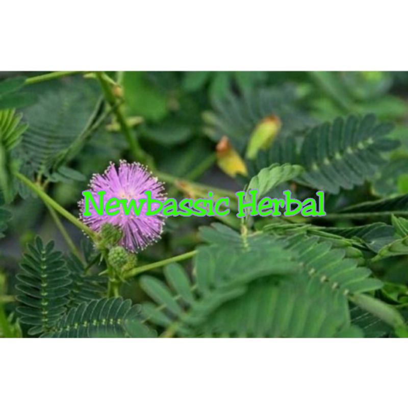 

daun putri malu fresh paket hemat 500 gram obat diabetes