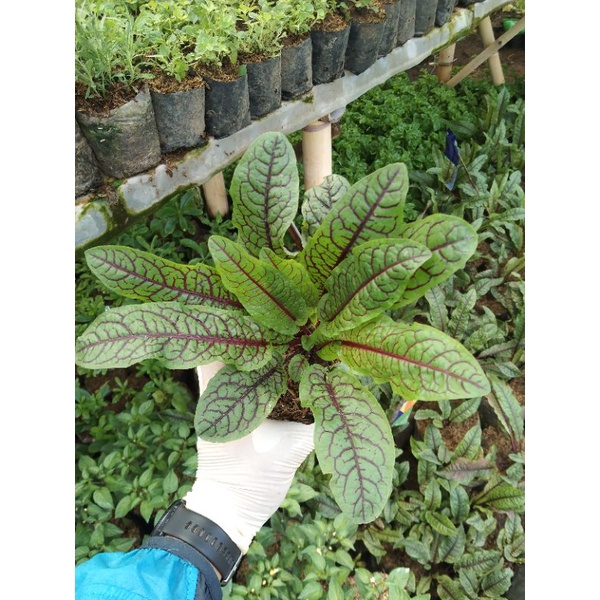 Bibit SORREL RED VEINED
