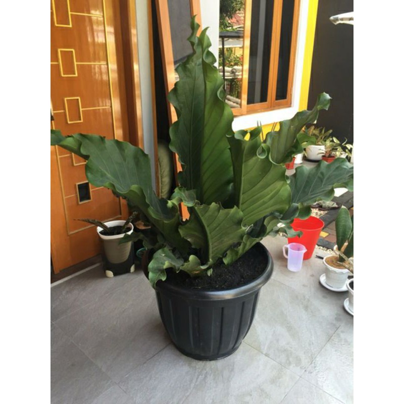 Anturium Gelombang Cinta Jumbo(Baca Deskripsi)