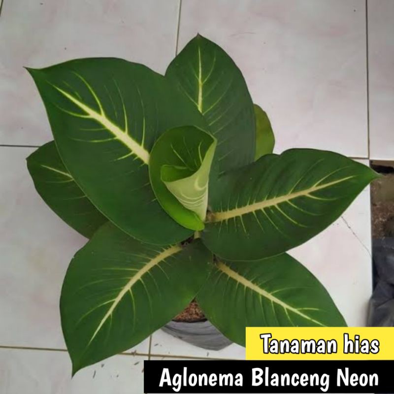 Tanaman hias Aglonema Blanceng Neon - AGLO BLANCENG NEON